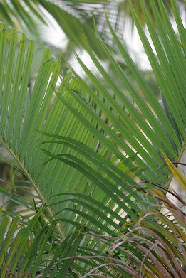 DJF_8175 null